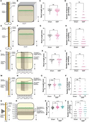 Comparative transcriptomic analysis revealed important processes underlying the static magnetic field effects on Arabidopsis